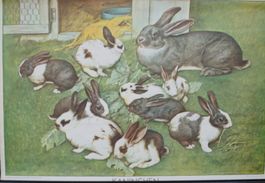 Schulwandbild „Kaninchen“
