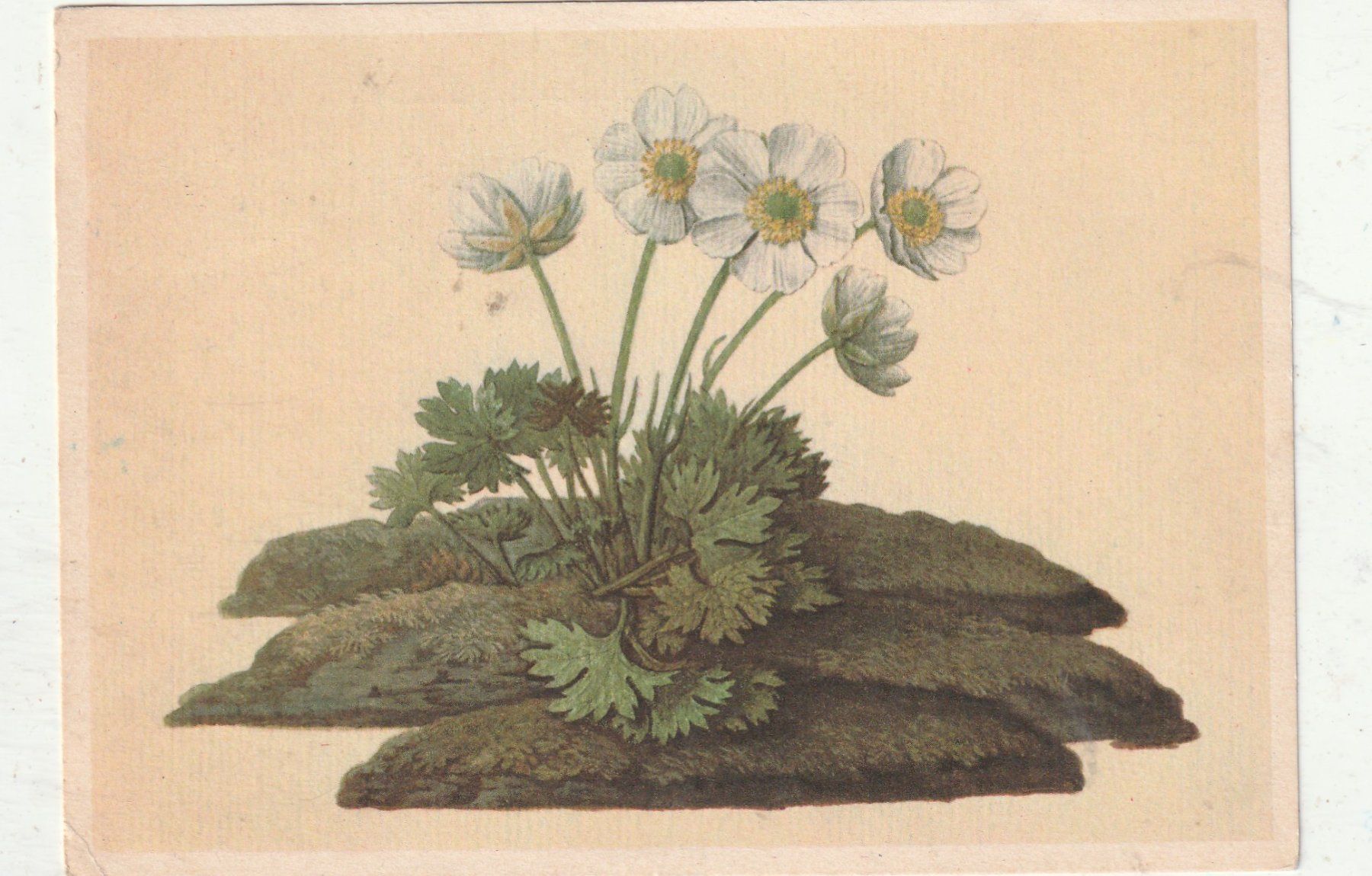 Ansichtskarten: 10 Blumenkarten – Gebraucht aus Lumbrein von made02 5