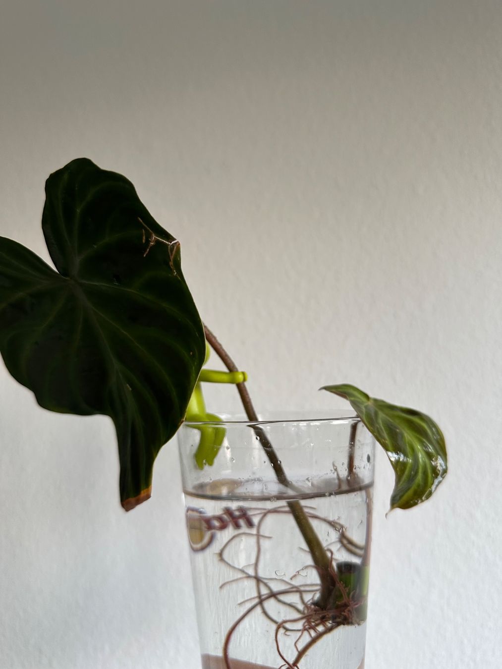 Piante & sementi: Philodendron verrucosum Steckling – Usato da Zürich venduto da ong8 1