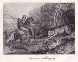 TIGERJAGD IN PARAGUAY, TIGER, LITHOGRAPHIE 1836
