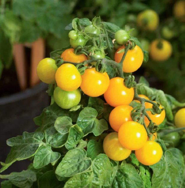 Piante & sementi: TOPF -Cocktail TOMATE Aztek /Gelb / 5 Samen – Nuovo (secondo la descrizione) da Hinteregg venduto da ERFOLG78