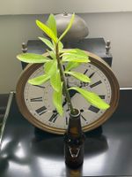 Strahlenaralie (Schefflera arboricola) Steckling