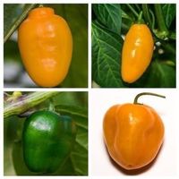 ARBRE A PIMENTS ROCOTO ! (piment vivace)