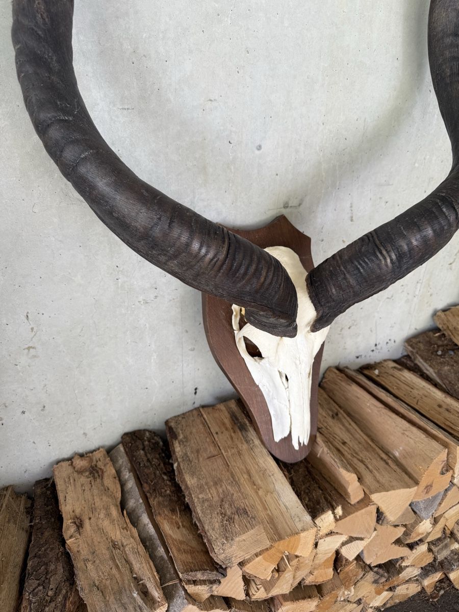 Altre raccolte & rarità: Kudu Antilope Schädeltrophäe Afrika – Usato da Stadel venduto da Atropa1969 2