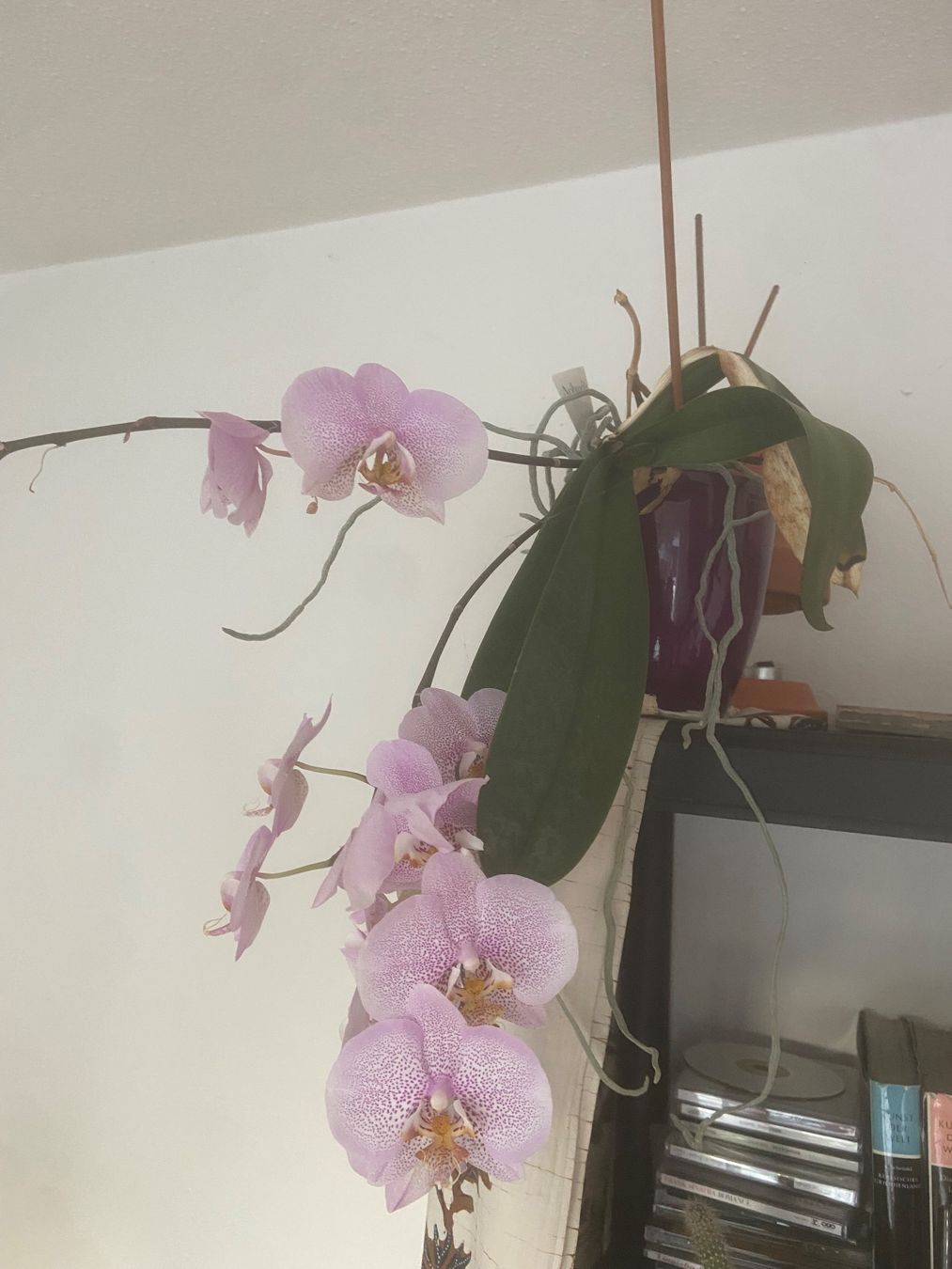 Plantes & graines: Fleissige Orchidee  - rosa – D'occasion à Meilen par rowland534 1