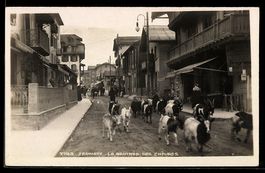 Zermatt, La rentrée des chèvres, Ziege