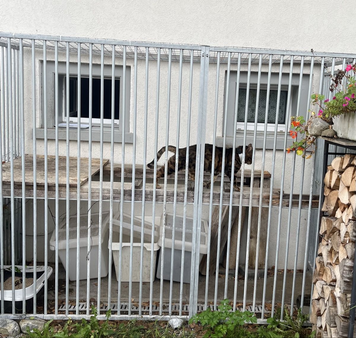 Gabbie, trasporto & Sicurezza: Gehege – Usato da Märstetten venduto da masenka 2