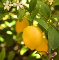Citronnier des 4 saisons  15-20cm