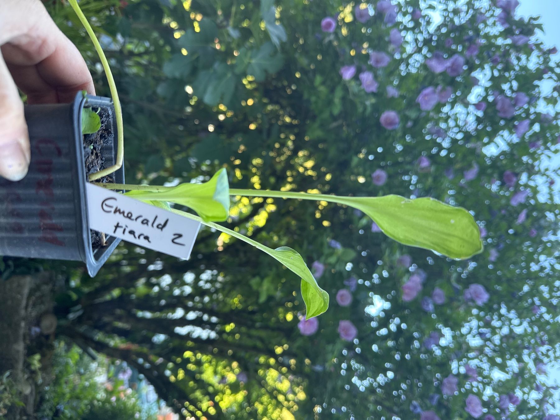 Pflanzen & Samen: Hosta emerald tiara 2 – Gebraucht aus Lajoux JU von Briard0