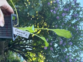 Hosta emerald tiara 2