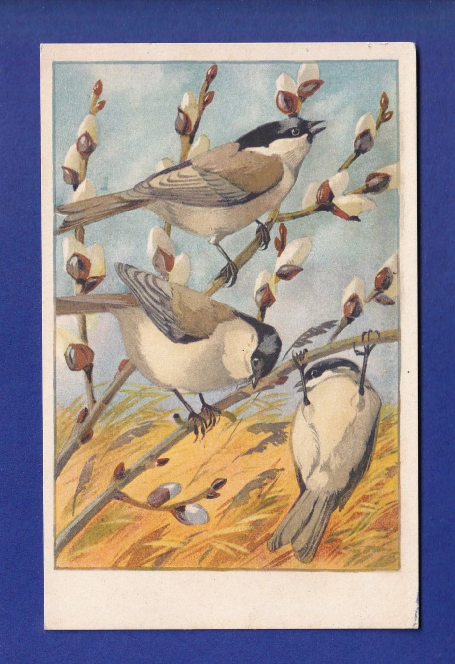 Cartes postales: OISEAU - Nonnette – D'occasion à Pully par nicecards-shop