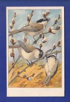 OISEAU - Nonnette