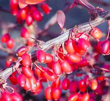 25 SAMEN Berberitze (Berberis vulgaris) 25 GRAINES L'épinett