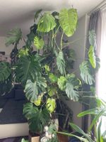 Monstera Zimmerpflanze, gross und gesund,Top Zustand! (52)