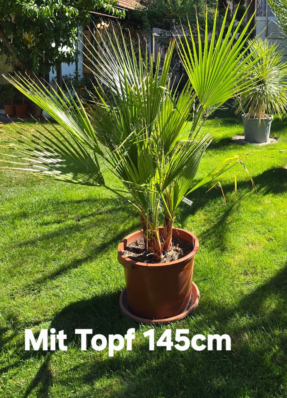 Pflanzen & Samen: Washington robusta Palme – Gebraucht aus Aarburg von popkorn65 6
