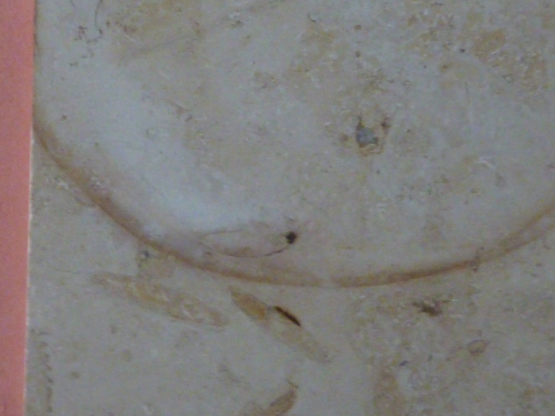 Fossili: Kalksteinplatte mit Ammoniten – Usato da Triengen venduto da Nussbaum14 7