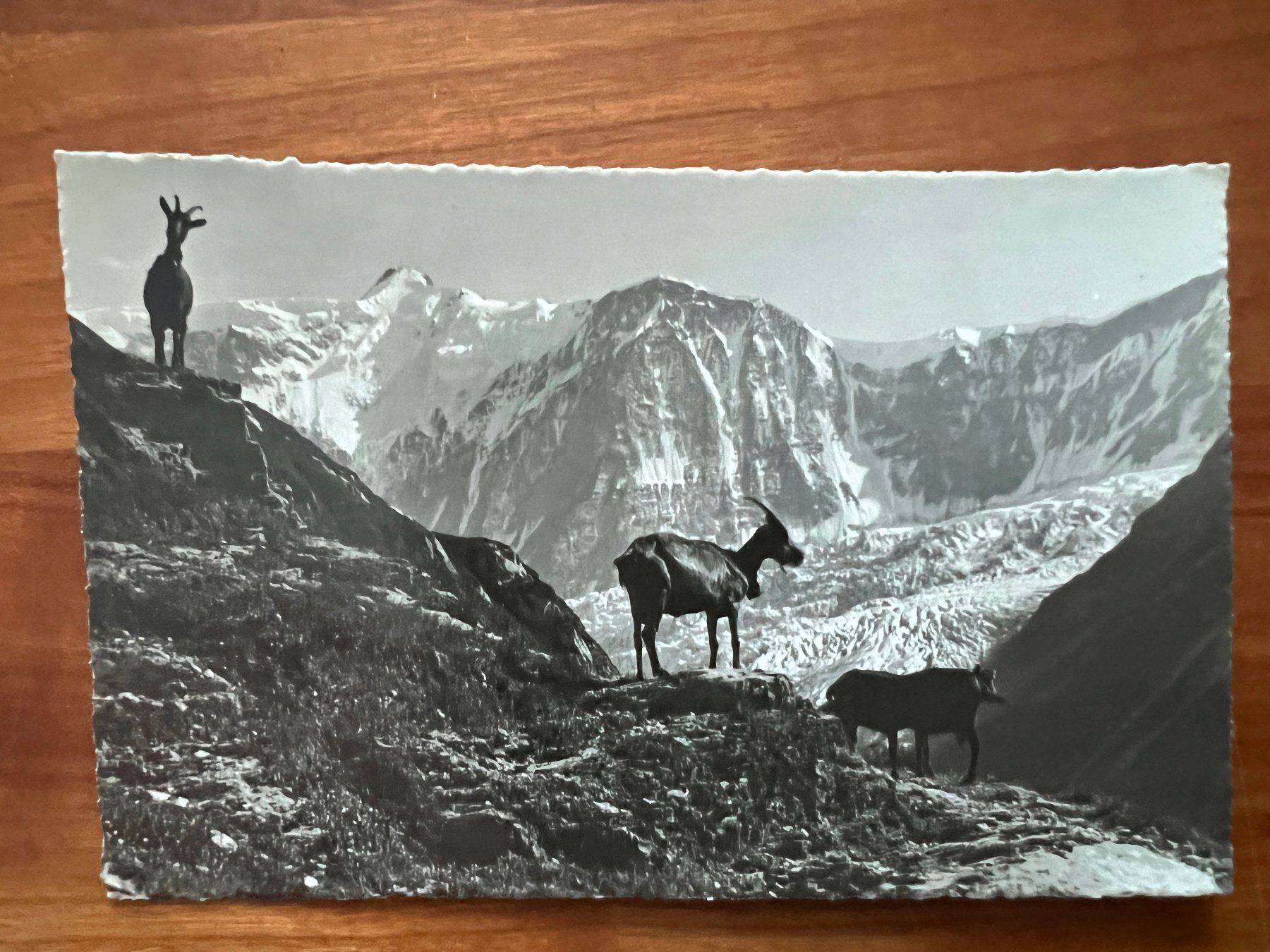 Ansichtskarten: AK 1942 Grindelwald  (G2803) – Gebraucht aus Hinwil von Sidi4
