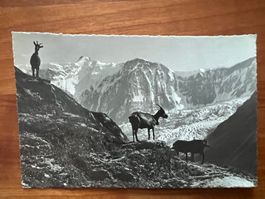 AK 1942 Grindelwald  (G2803)