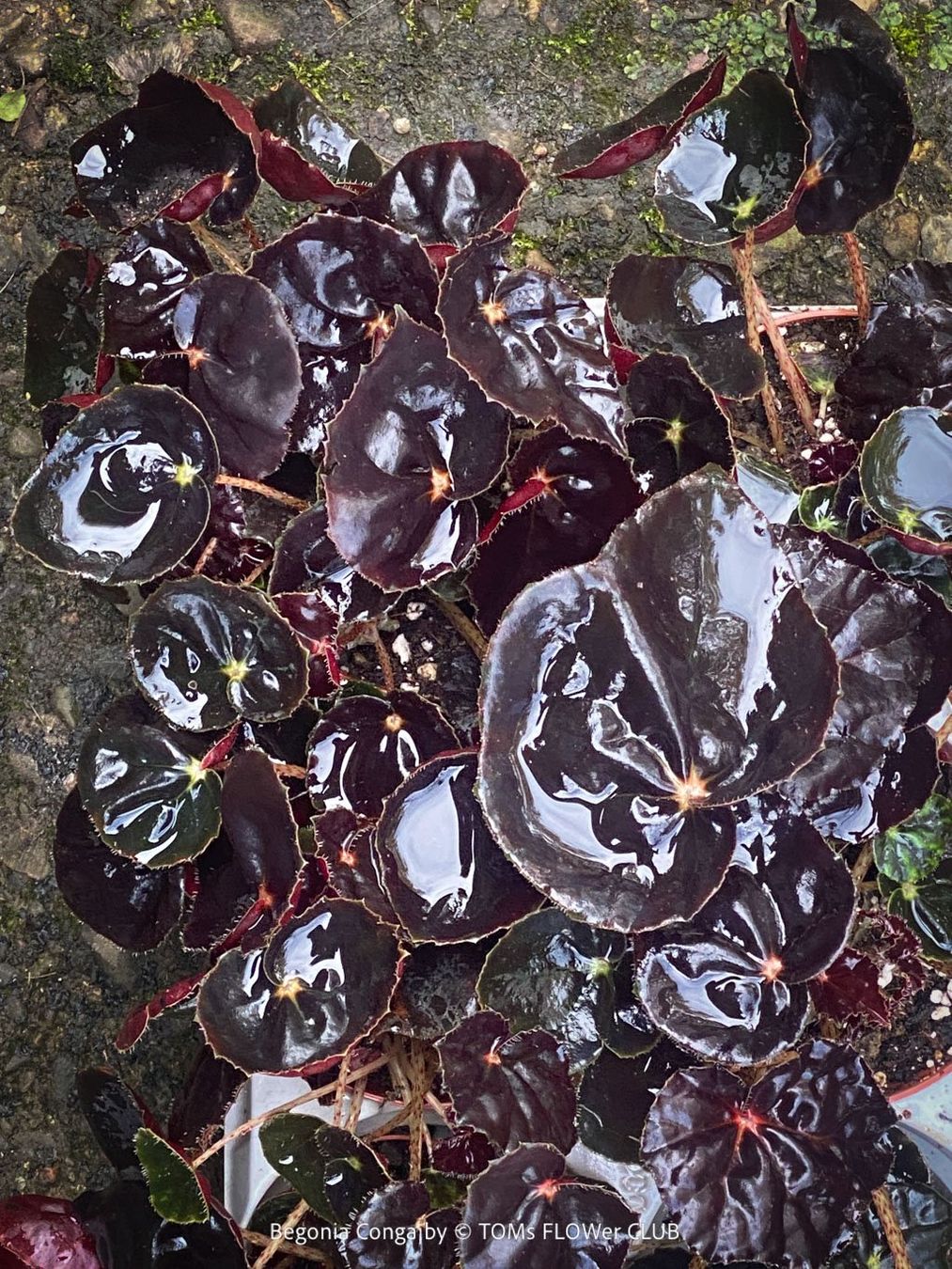 Piante & sementi: Begonia Conga - wunderschöne samte burgundy Blätter – Nuovo e nell'imballaggio originale da Adliswil venduto da MarkyForest 9