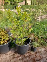 Wunderschöne Magnolien Pflanze im Topf zum Abholen h ca 1,5m