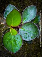 Peperomia Obtusifolia Red Edge - elegant & pflegeleicht