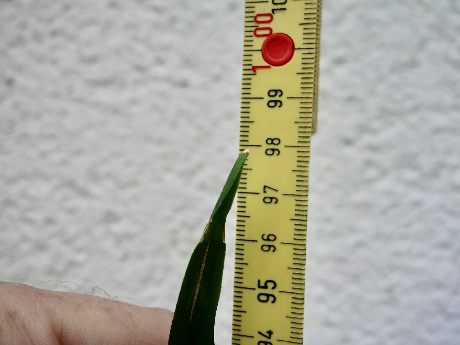 Piante & sementi: Bogenhanf Sansevieria Trifasciata – Nuovo (secondo la descrizione) da Kerzers venduto da zimmergruener 5