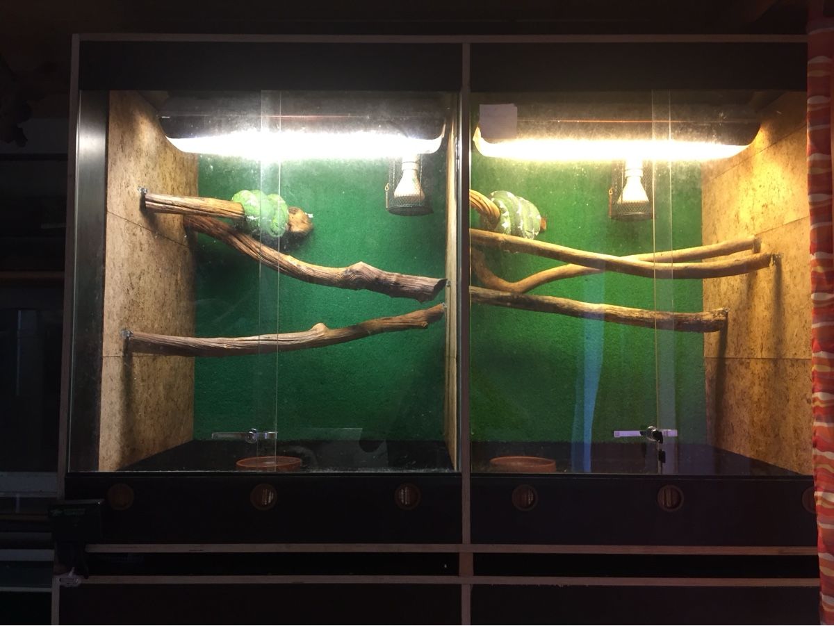 Terrario: Grosser Terrarienturm  – Usato da Schalchen venduto da kwadelschnut 2