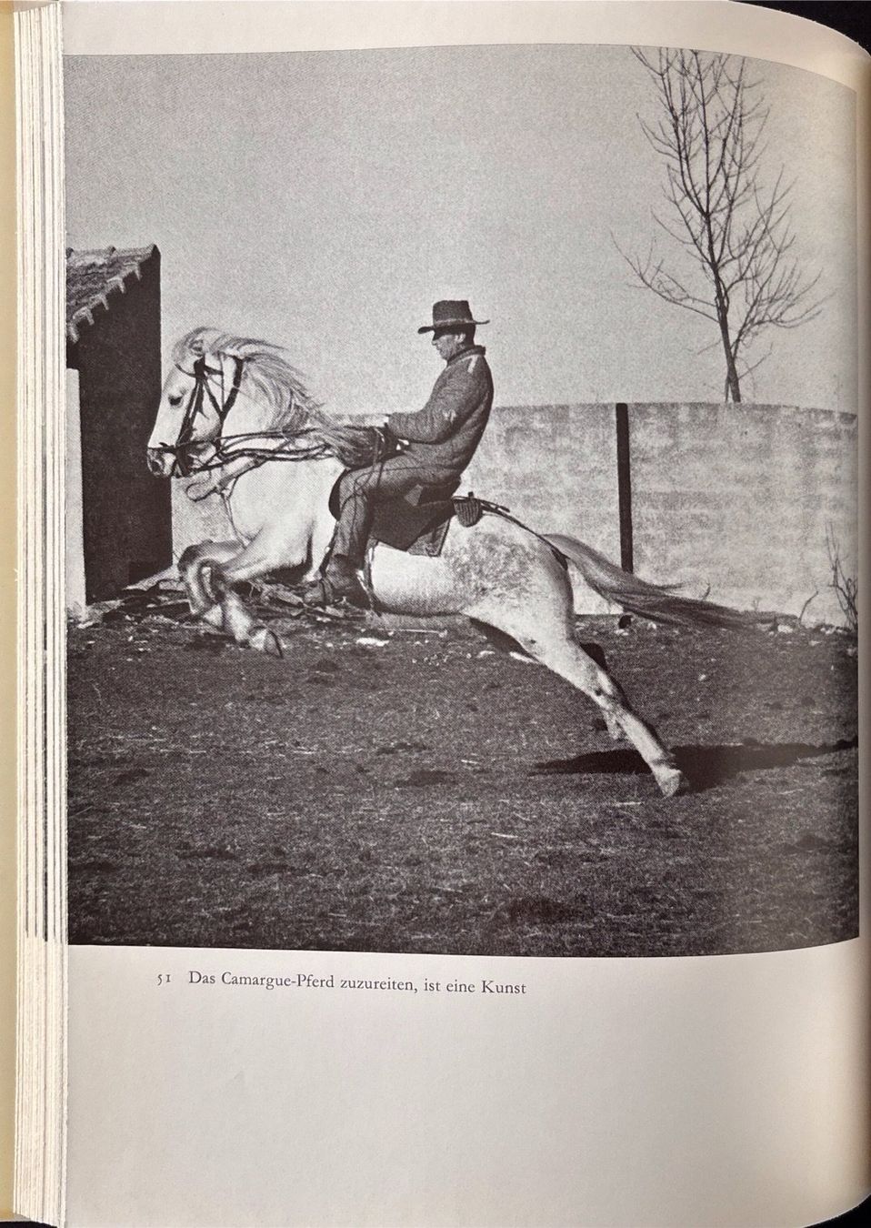 Libri: Die weissen Pferde der Camargue – Usato da Sarnen venduto da Livres 7