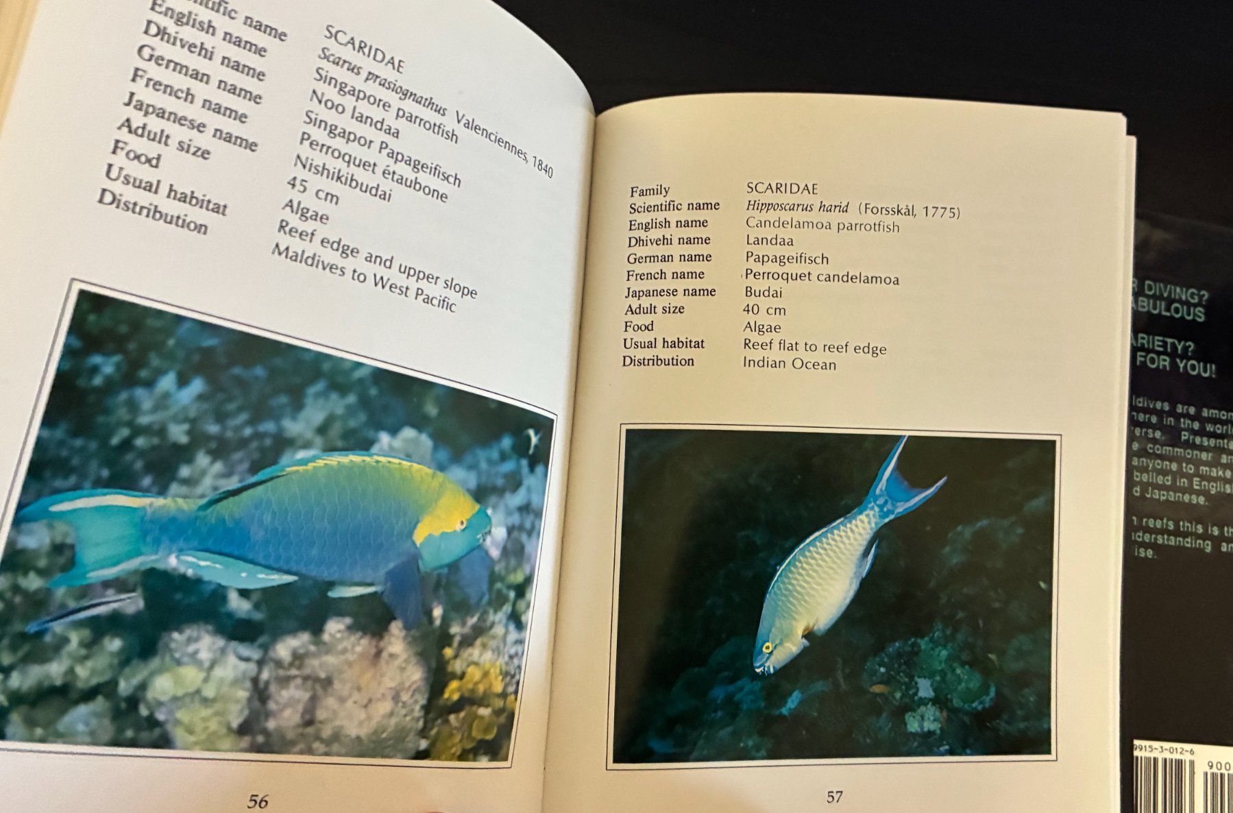Libri: guides sur la plongées aux Maldives – Usato da Moutier venduto da lebadin 2