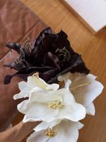 Amaryllis 2Stck
