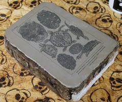 Lithostein, Lithographie "Schildkröten, Testudo, Reptilien"