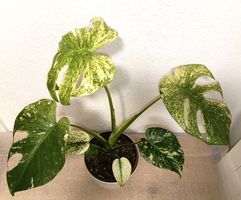 Monstera Deliciosa Mint