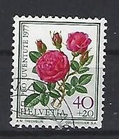 1977 - PJ / Rosen - Rose à Parfum ......
