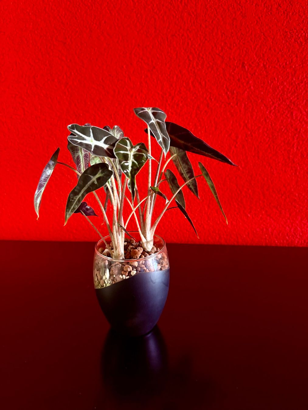 Piante & sementi: Alocasia Polly – Nuovo (secondo la descrizione) da Erlinsbach SO venduto da sofieee 1