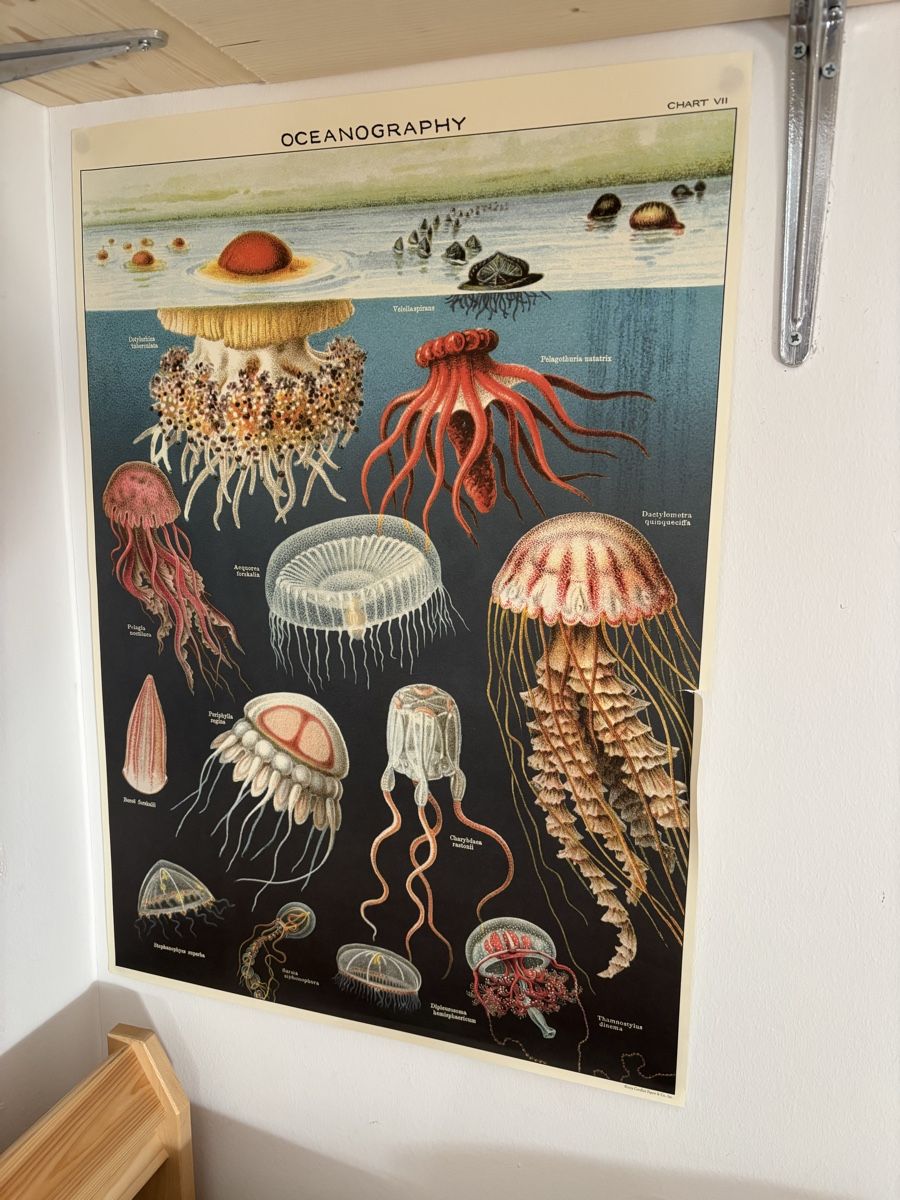 Foto & Immagini: Lehrmittel Oceanography Chart VII Quallen Poster  – Usato da Bern venduto da wisemagpie 2