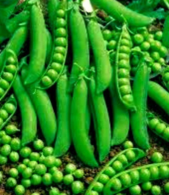 50 Samen Garten grüne Erbse 