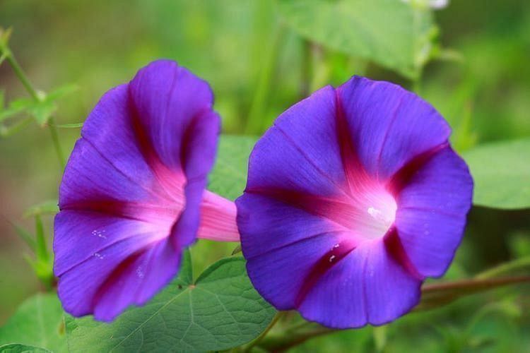 Pflanzen & Samen: 50 Samen Prunkwinde GRANDPA OTT Blume – Neu (gemäss Beschreibung) aus Ehrendingen von VerveinaSamen 2