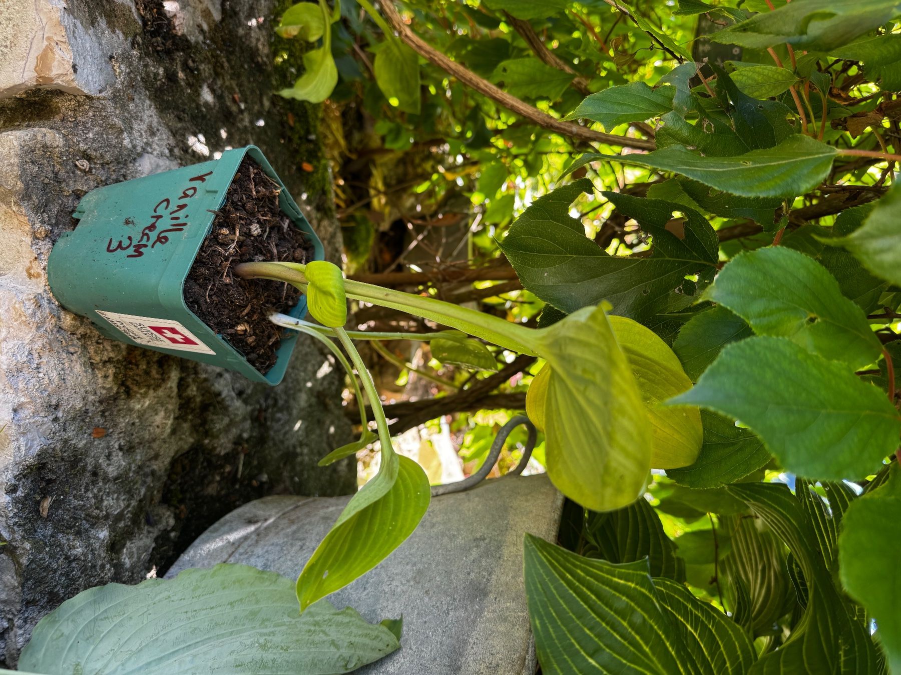 Piante & sementi: Hosta vanilla cream – Usato da Lajoux JU venduto da Briard0