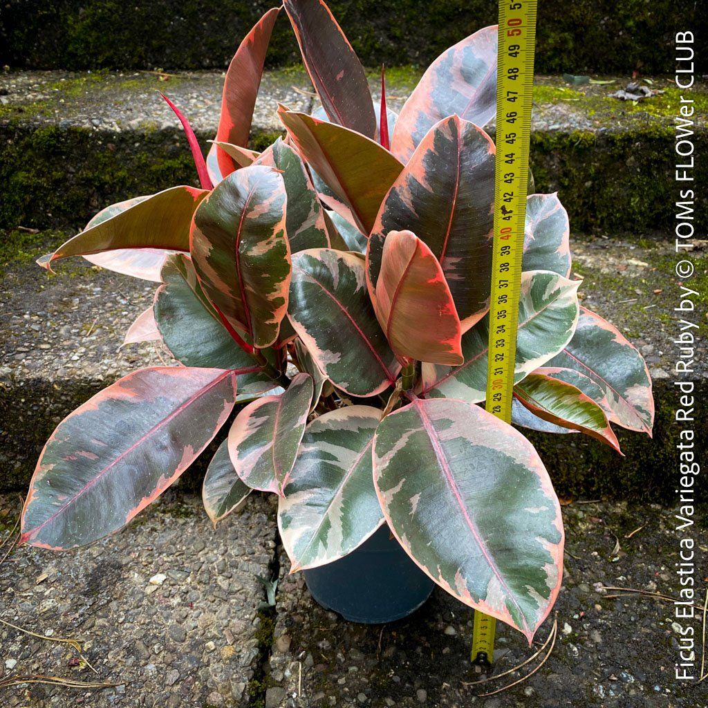 Piante & sementi: Ficus Elastica Variegata Red Ruby mehrfach verzweigter Baum – Nuovo e nell'imballaggio originale da Adliswil venduto da astom369 3