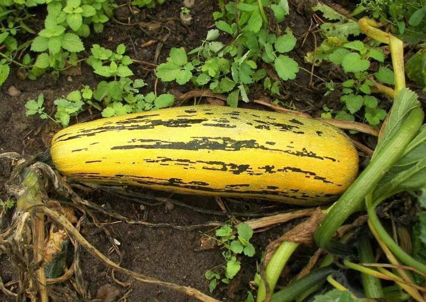 Piante & sementi: diverse Gemüsesamen aus Bio- Anbau – Nuovo e nell'imballaggio originale da Huttwil venduto da Groempix 1