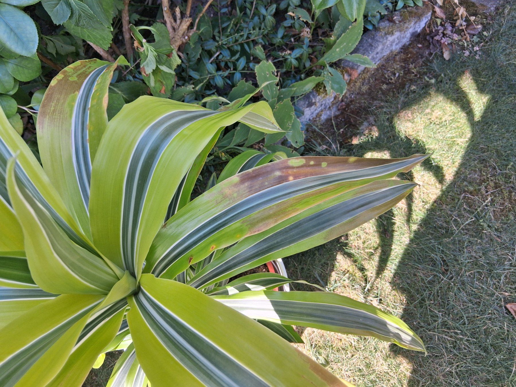 Plantes & graines: Zimmerpflanze – D'occasion à Aarburg par brujil 2