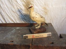 Ausgestopfter Vogel