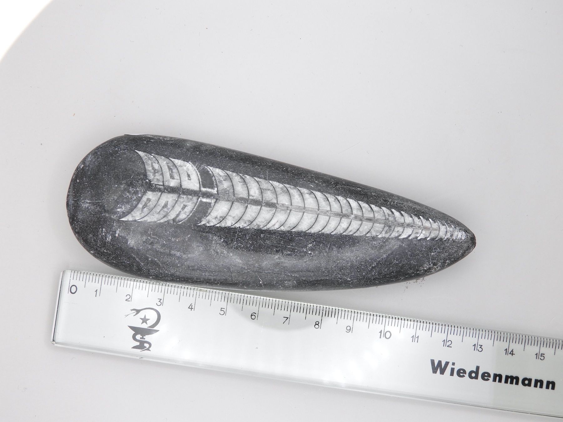 Fossili: Fossil Orthocera 13 cm Einzelstück – Usato da Horw venduto da luzernicus 4