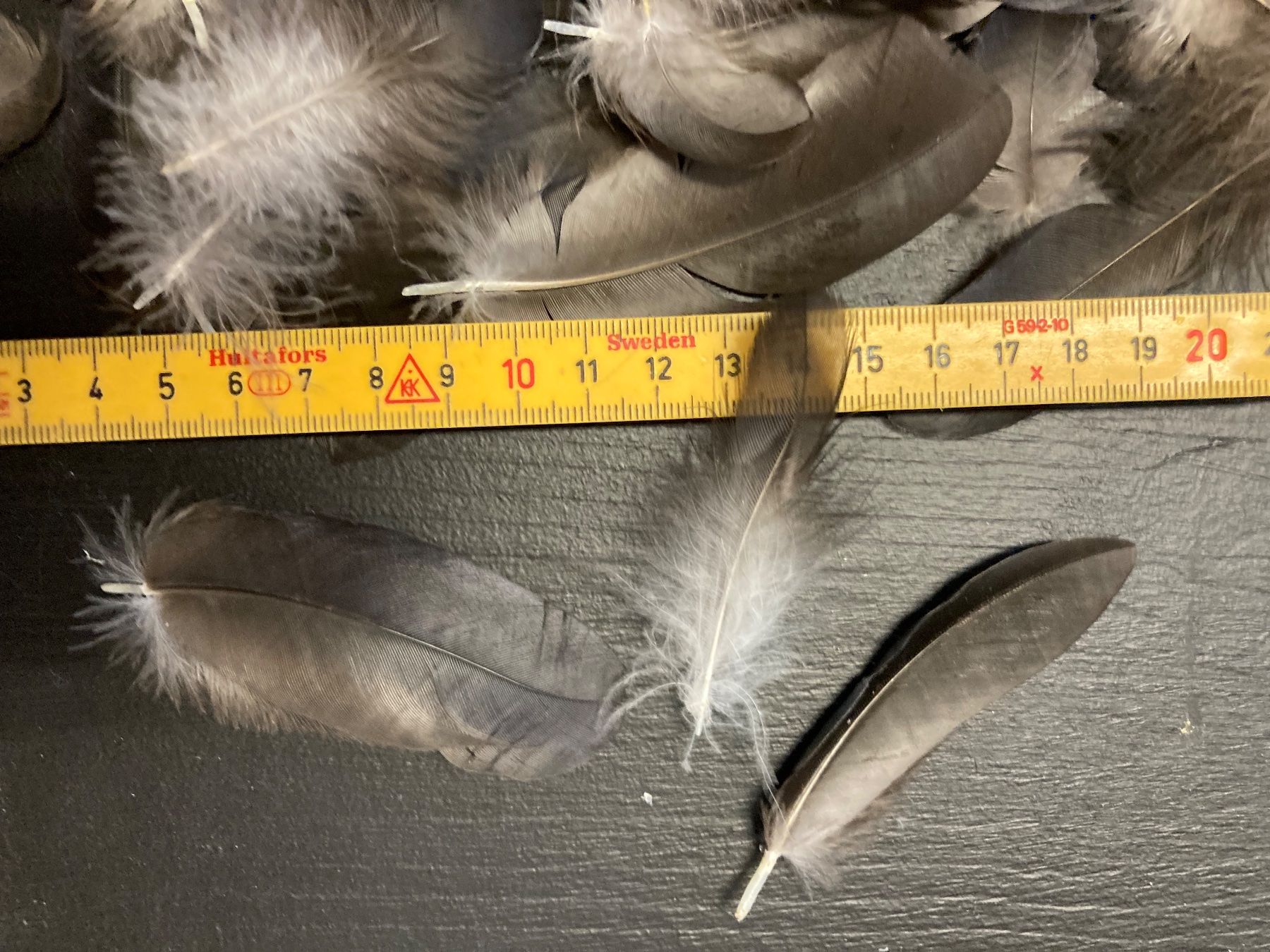 Welt der Tiere: Elsterfedern – Gebraucht aus Grosswangen von arum01 2