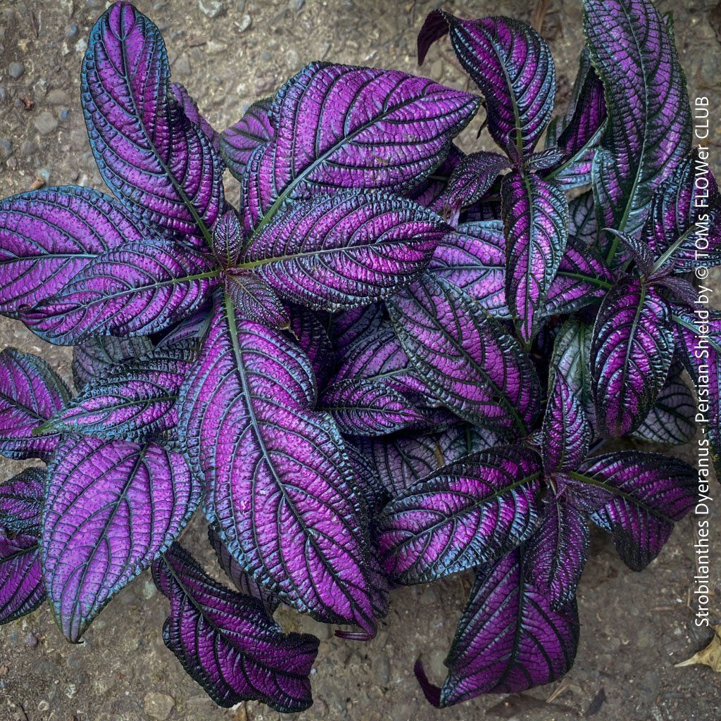Piante & sementi: Strobilanthes Dyeranus - einfach nur Blattkunstwerk – Nuovo e nell'imballaggio originale da Adliswil venduto da asTOMas963 1