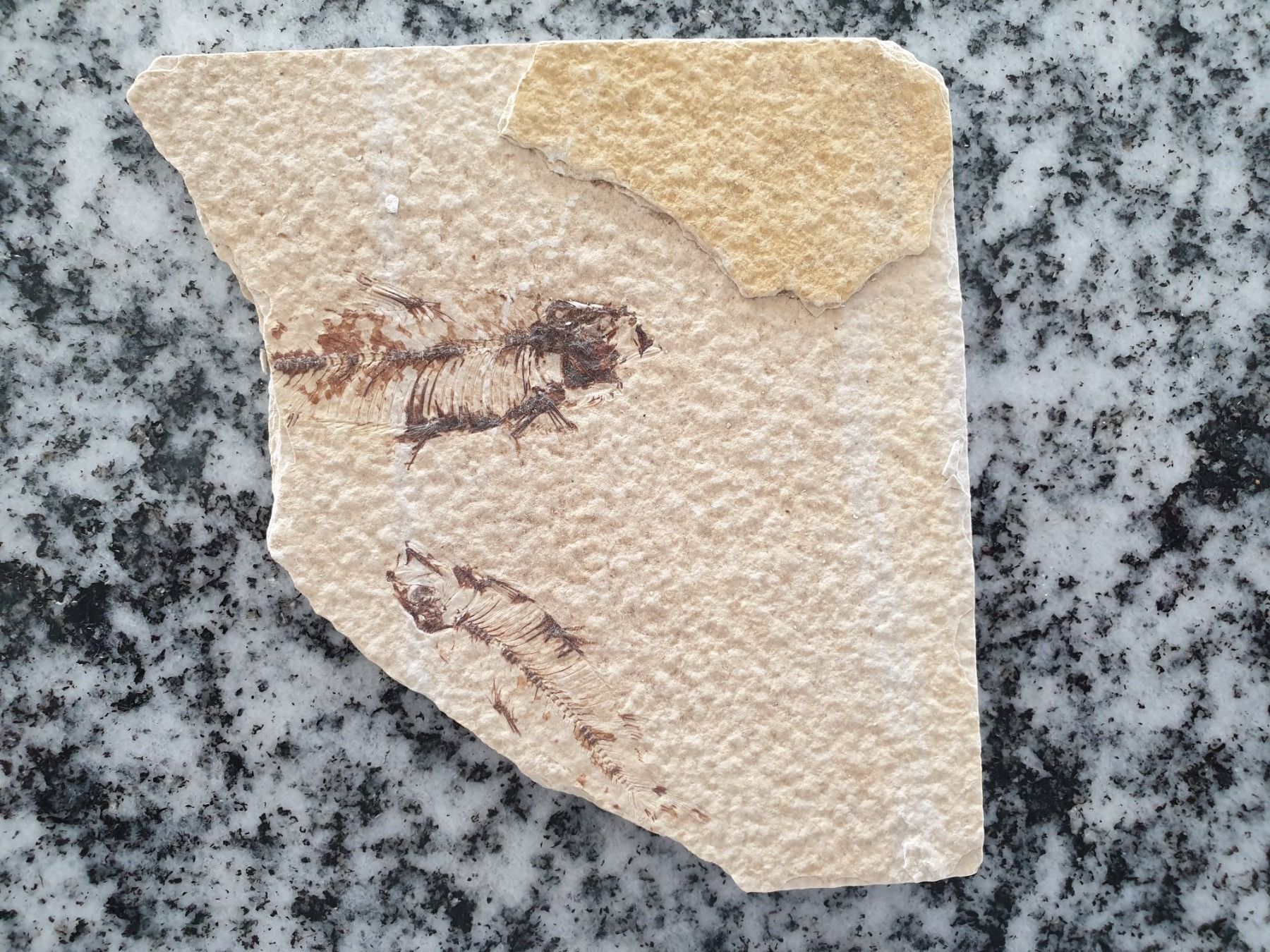 Fossili: Versteinerungen – Usato da Wald ZH venduto da Walder8636 2