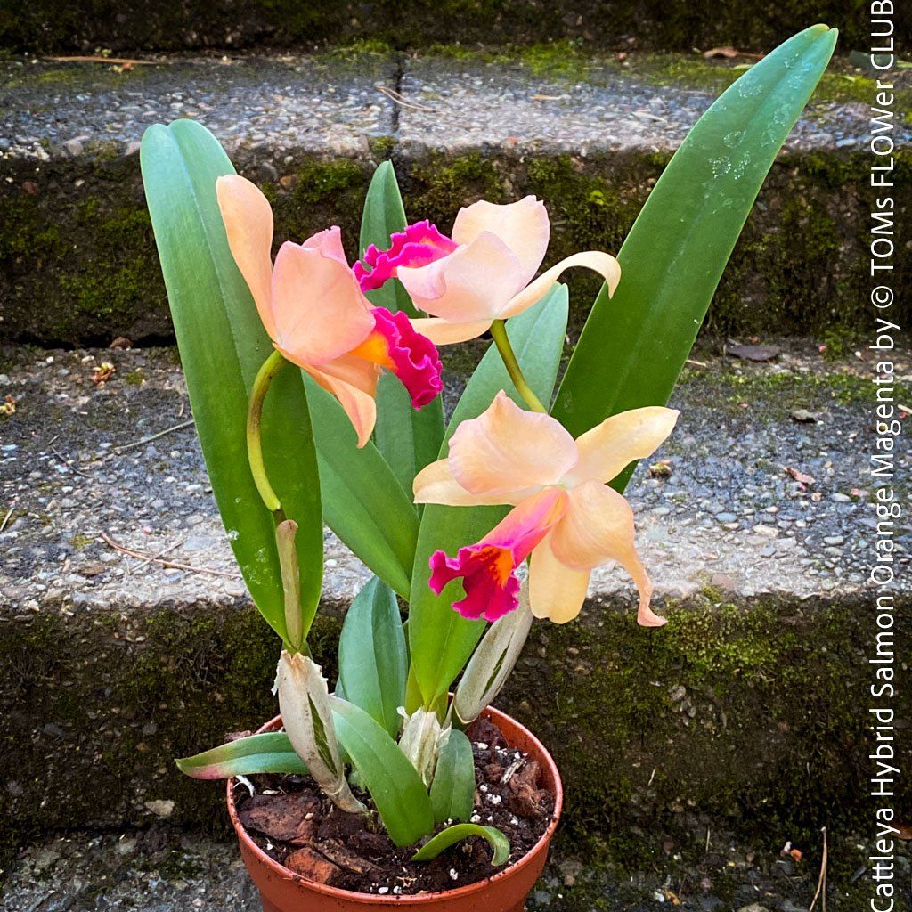 Piante & sementi: Cattleya Orchidee mit Lachsorange-Magenta Blüten – Nuovo e nell'imballaggio originale da Adliswil venduto da astom369 3