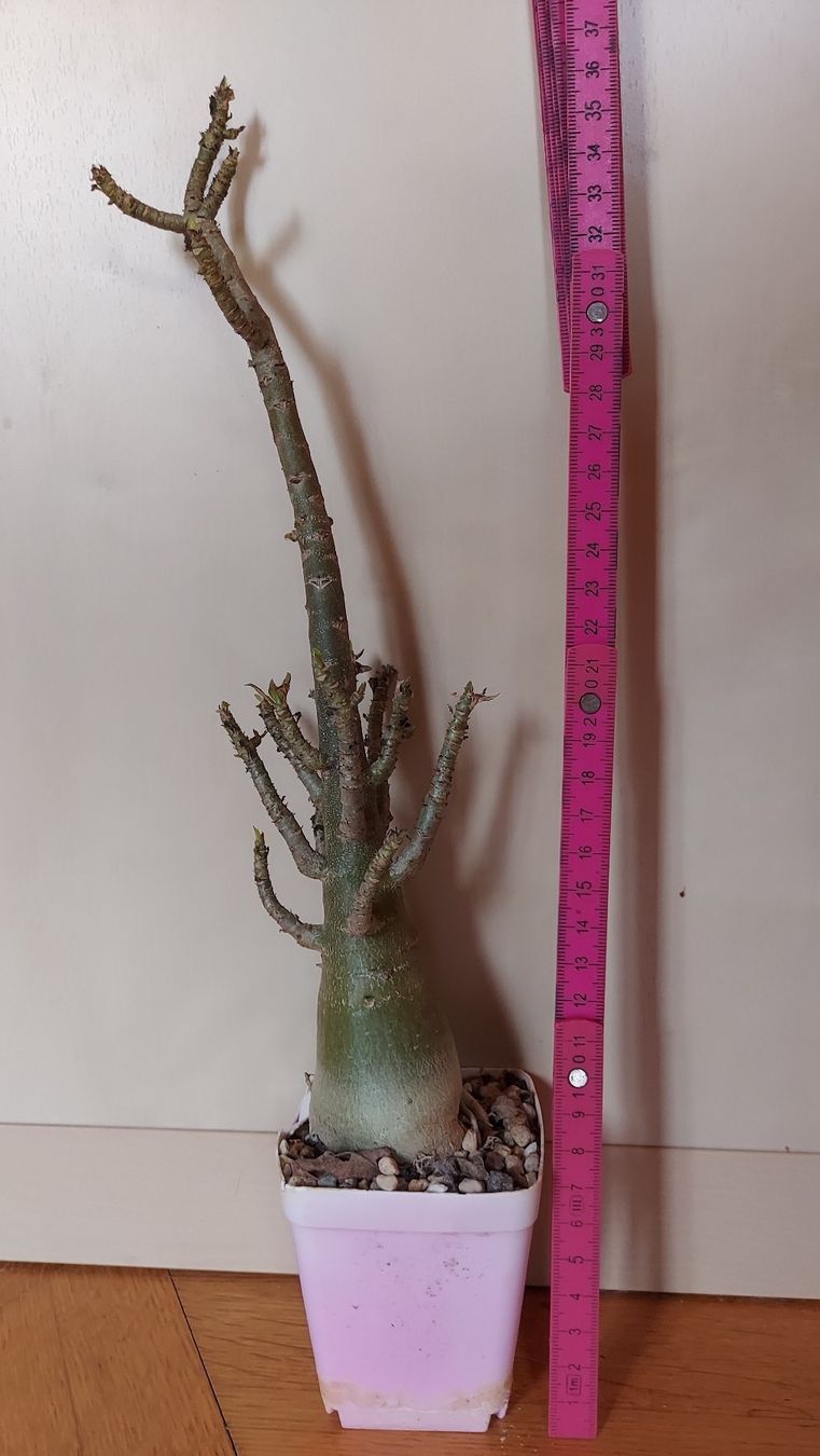 Piante & sementi: Adenium arabicum "Torpedo" / Wüstenrose – Nuovo (secondo la descrizione) da Thalheim venduto da silvara01 2