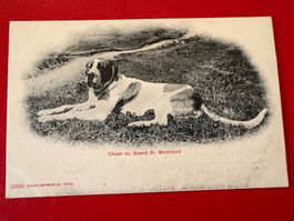 Chien du Grand St. Bernhard