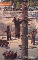 Bär // ca. 1910 Bärengraben Bern // Bärenkarte Berner Bär